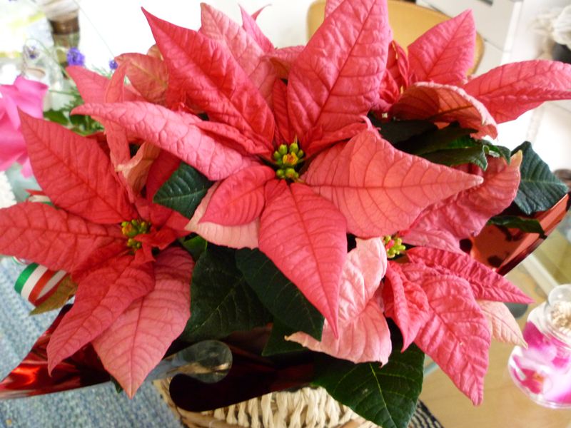 P1010799_R.jpg