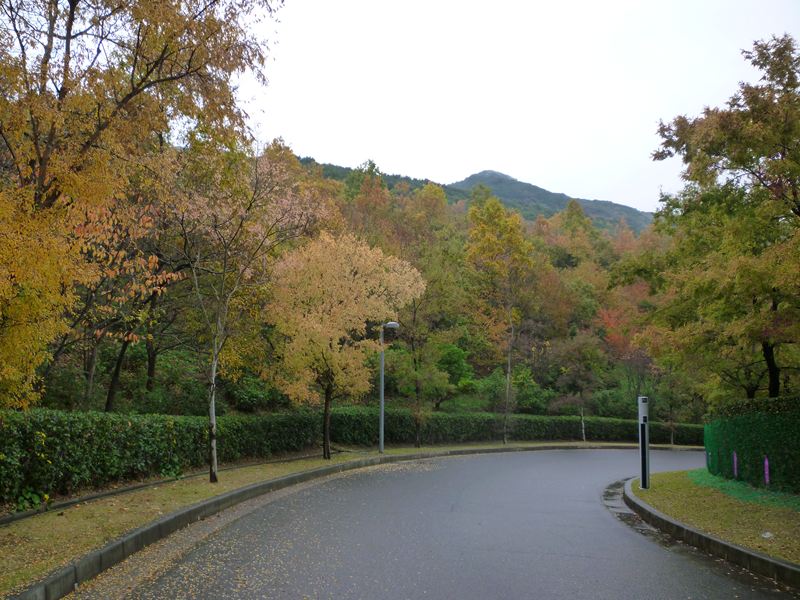 晩秋の散歩