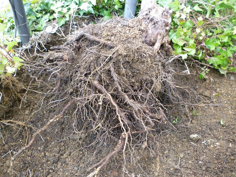 ツル薔薇の植え替え
