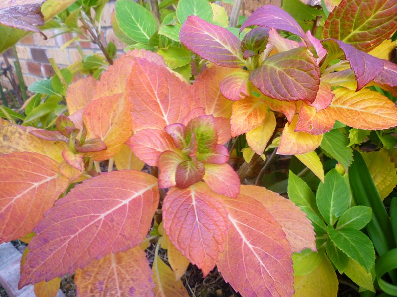紅葉している庭のアジサイ