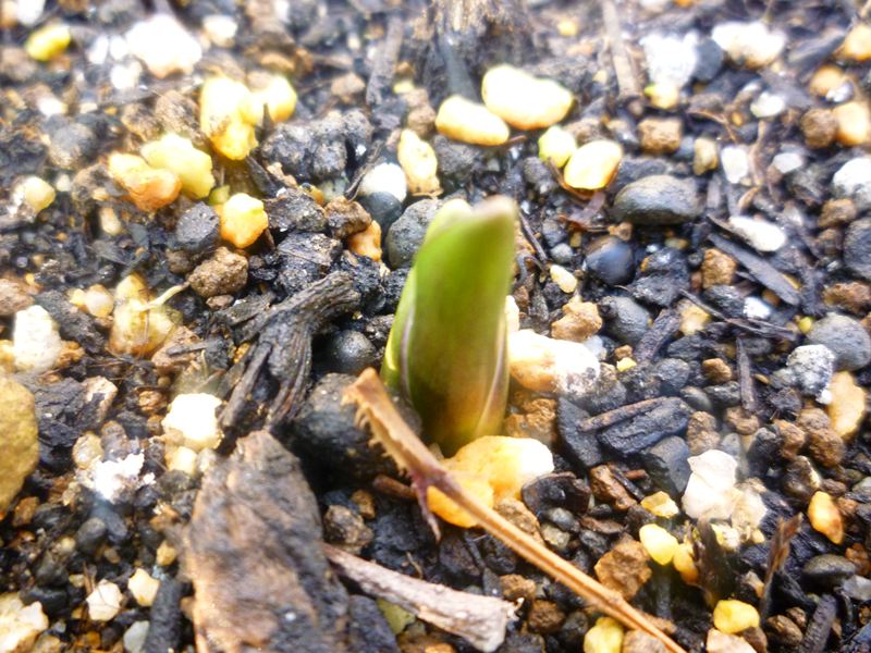 カマシアの芽が出てきました。