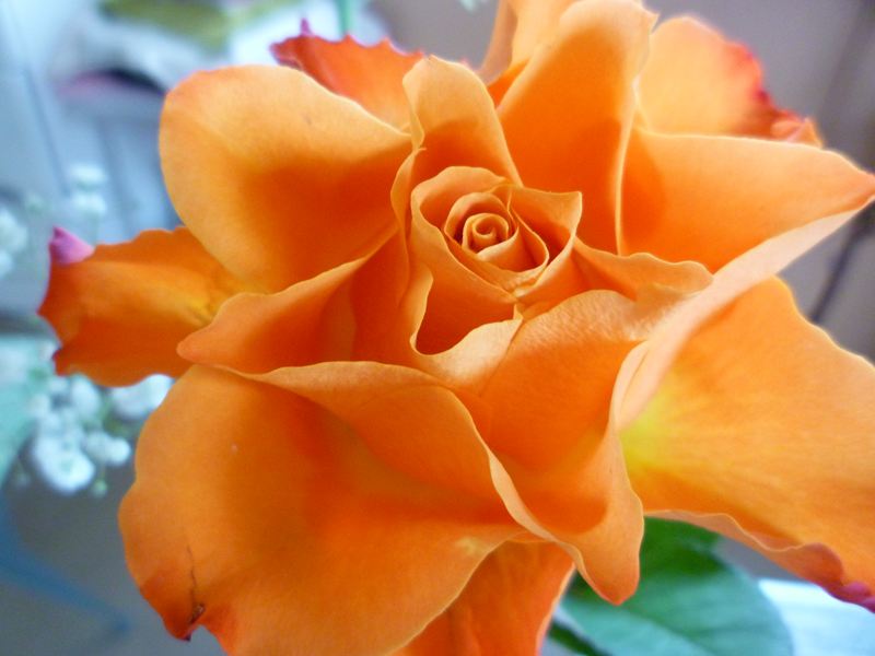 P1010974_R.jpg