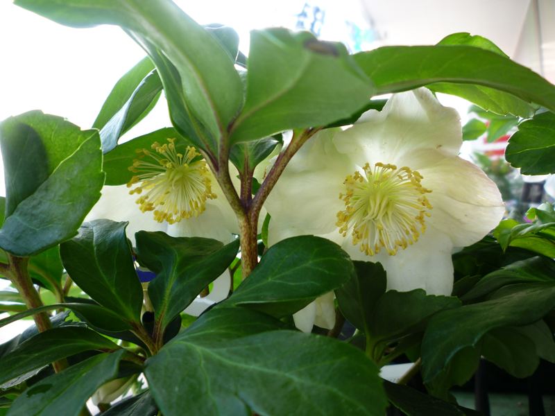 P1020151_R.jpg
