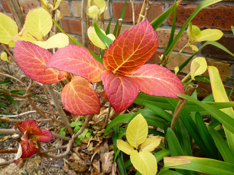 紫陽花の紅葉