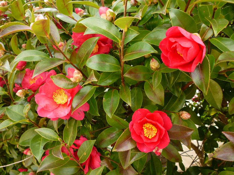 椿の花