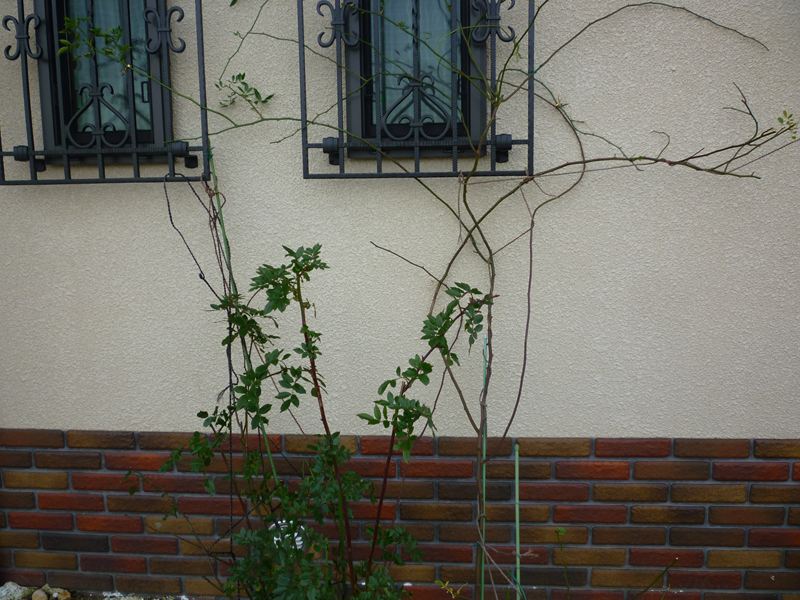 ツル薔薇に寒肥