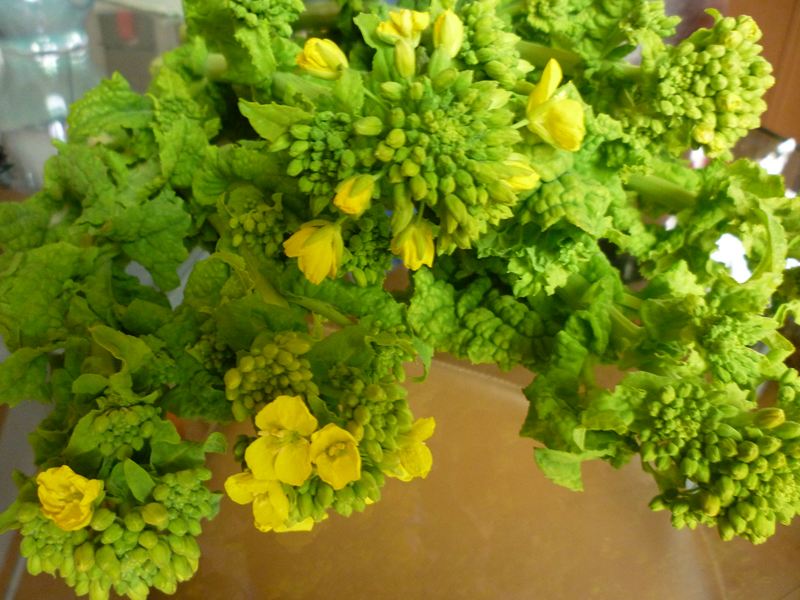 菜の花