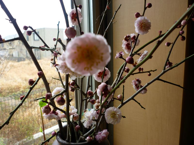 P1030014_R.jpg