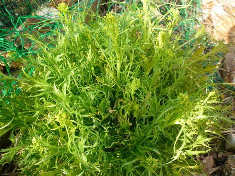 水菜の花