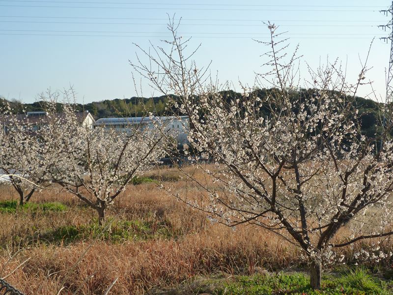 P1030040_R.jpg