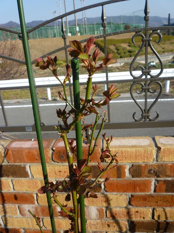 P1030074_R.jpg