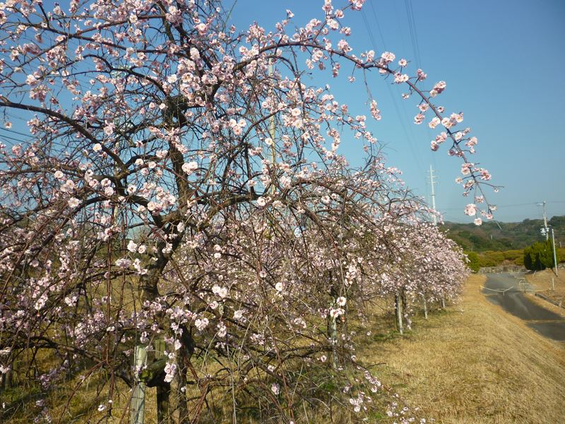 桃の花