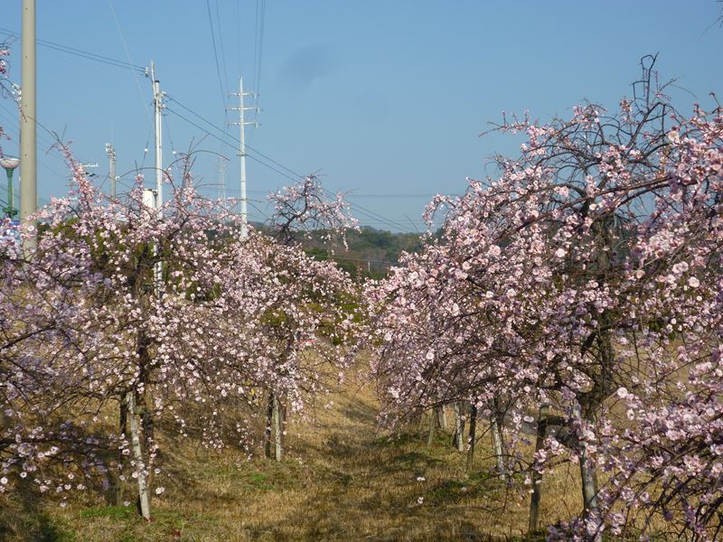 P1030077_R.jpg