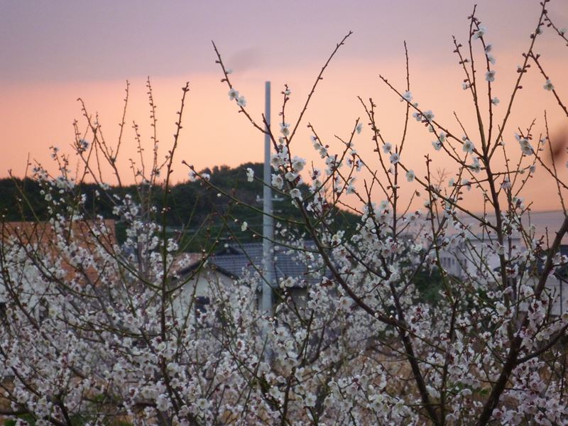 P1030110_R.jpg
