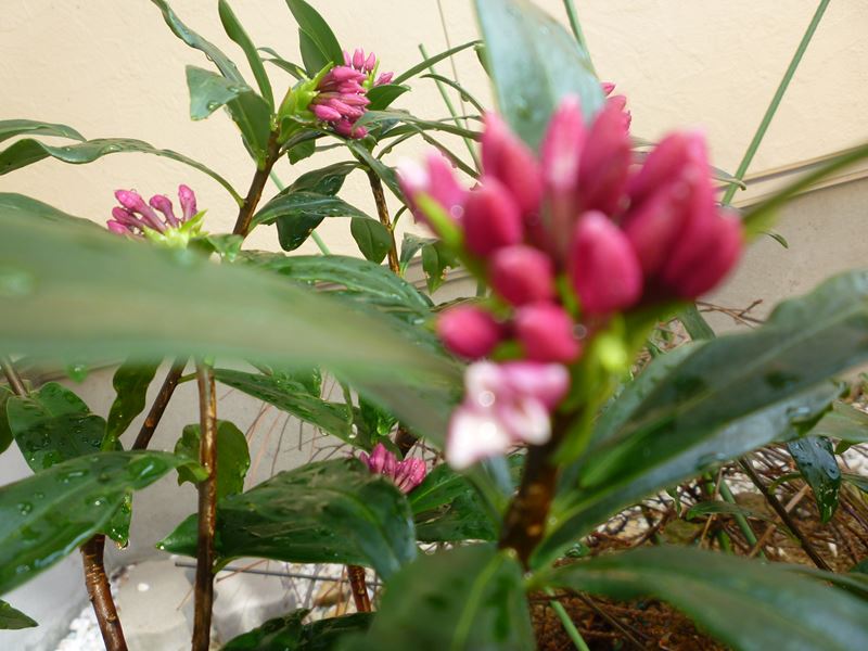 沈丁花