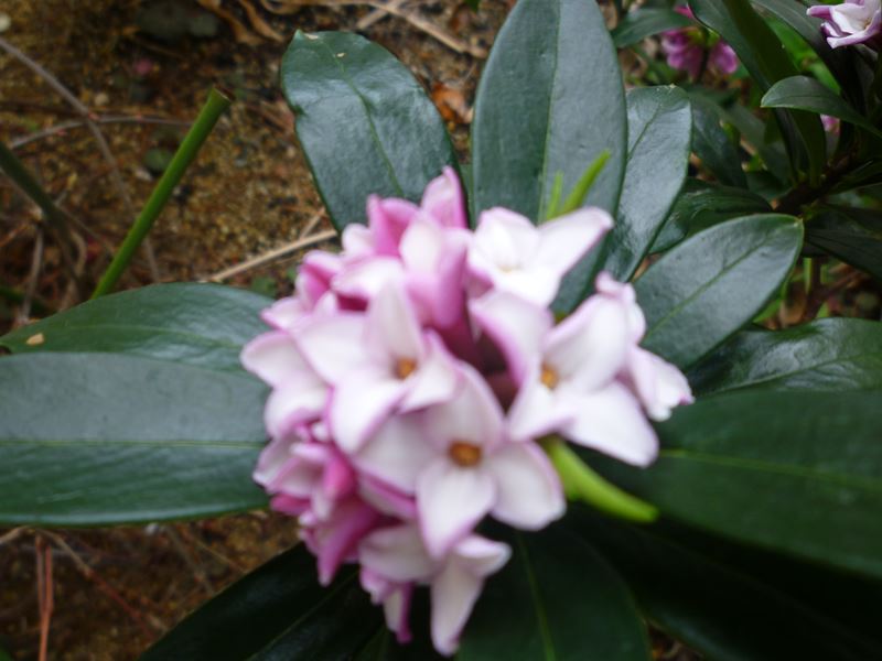 満開の沈丁花
