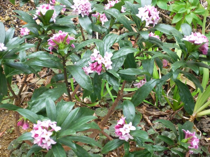P1030183_R.jpg