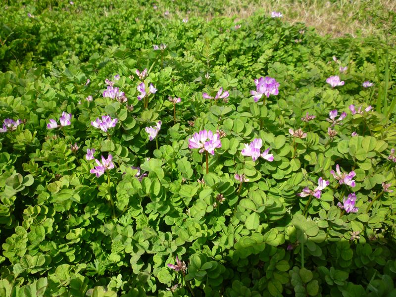 蓮華草