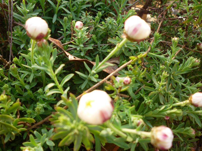 花かんざし