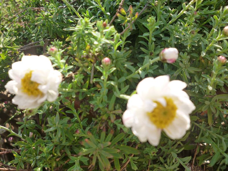 花かんざし