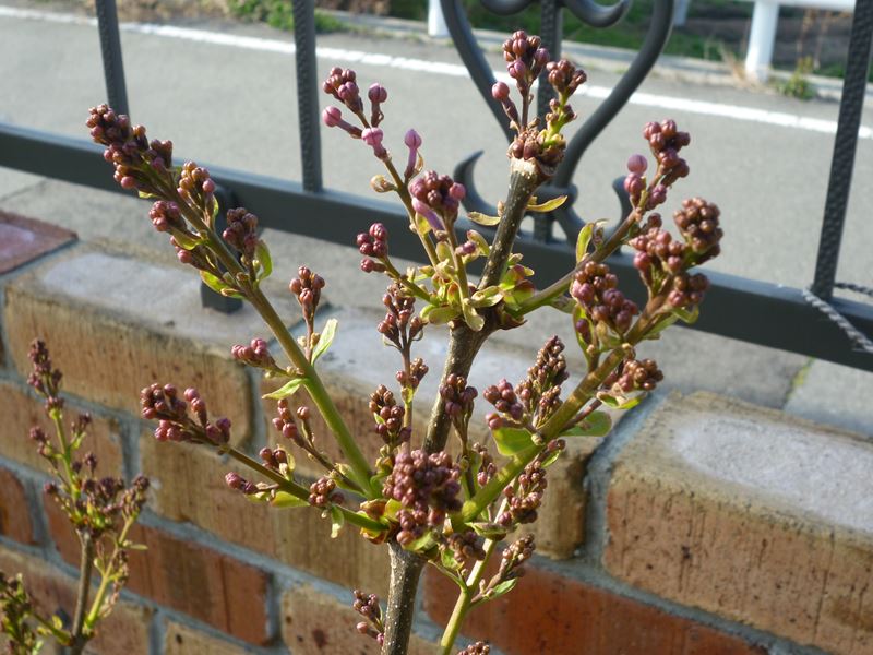 ライラックの蕾