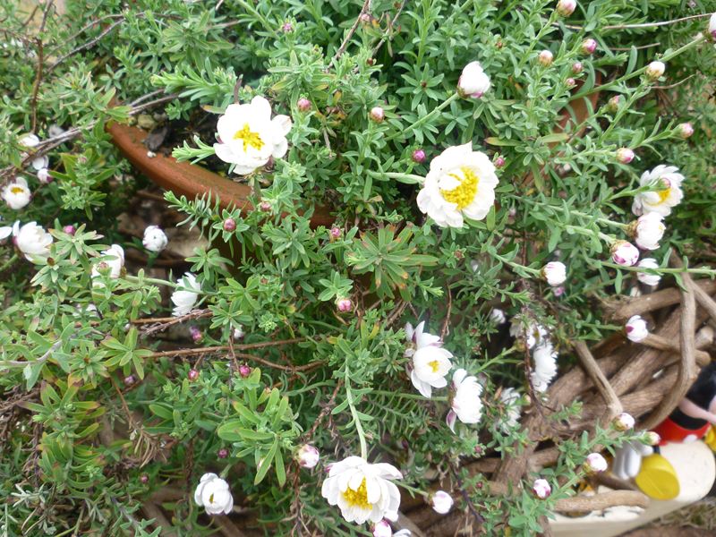 花かんざし