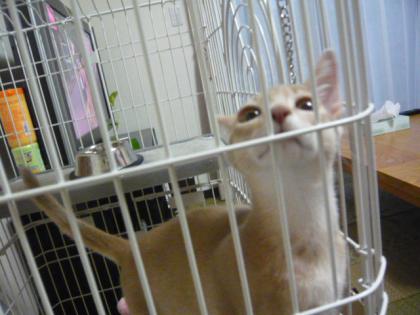 ももたろう
