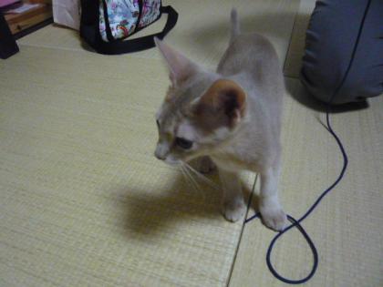 ももたろう