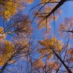141102agd009.jpg