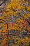 141123hks051.jpg