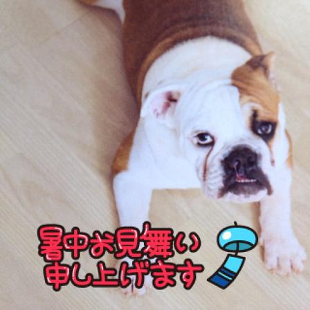 犬暑中見舞い