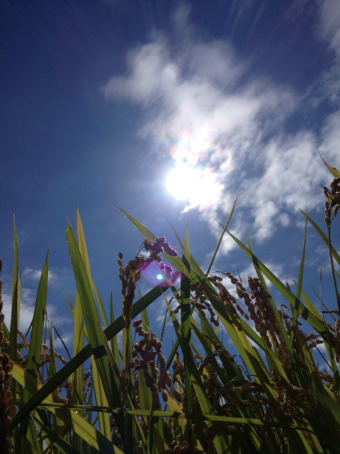 稲穂空