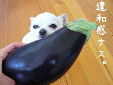imu iwakannnasu