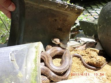 hebi_20120727193406.jpg