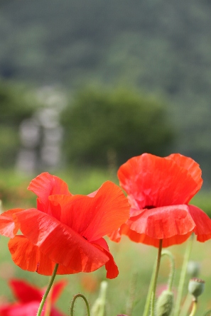 IMG_6129 (297x445)