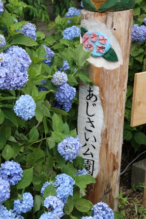 IMG_6364 (297x445)