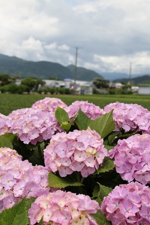 IMG_6328 (297x445)