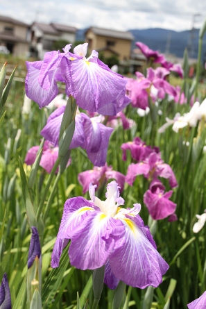 IMG_6297 (297x445)