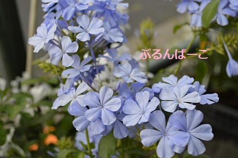 DSC_0436.jpg