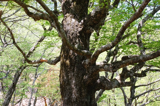 zDSC_0342A.jpg