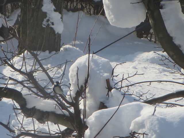 IMG_1594.jpg