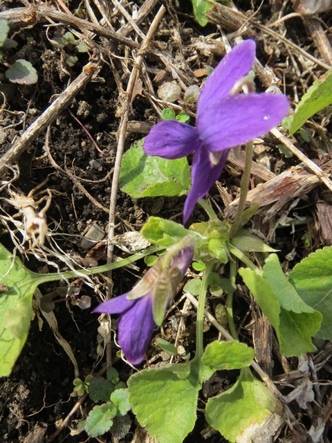 IMG_2525.jpg