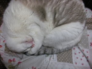 DSCN1410.jpg
