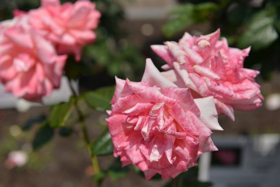DSC_3028a.jpg