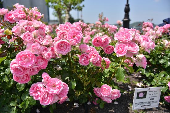 DSC_3041a.jpg