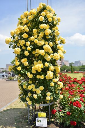DSC_3072a.jpg