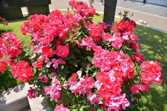 DSC_3112a.jpg