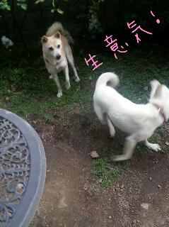 桃&音々