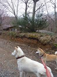 鏡野町
