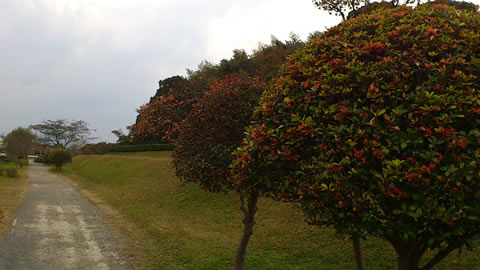 大宰府 植木屋 剪定業者